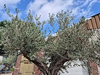 Olijfboom castelano xl - olea europaea - hoogte ca. 300 cm - afbeelding 7 van  12