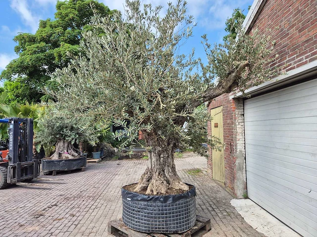 Olijfboom castelano xl - olea europaea - hoogte ca. 300 cm - afbeelding 8 van  12