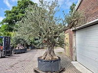 Olijfboom castelano xl - olea europaea - hoogte ca. 300 cm - afbeelding 8 van  12