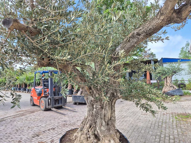 Olijfboom castelano xl - olea europaea - hoogte ca. 300 cm - afbeelding 9 van  12