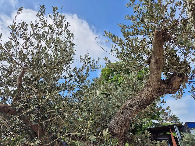 Olijfboom castelano xl - olea europaea - hoogte ca. 300 cm - afbeelding 10 van  12