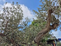 Olijfboom castelano xl - olea europaea - hoogte ca. 300 cm - afbeelding 10 van  12
