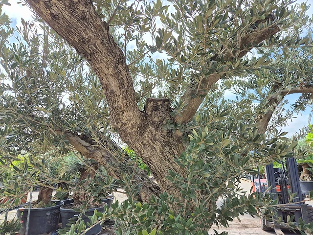 Olijfboom castelano xl - olea europaea - hoogte ca. 300 cm - afbeelding 11 van  12