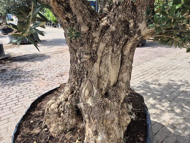 Olijfboom castelano xl - olea europaea - hoogte ca. 300 cm - afbeelding 12 van  12