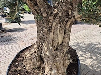Olijfboom castelano xl - olea europaea - hoogte ca. 300 cm - afbeelding 12 van  12
