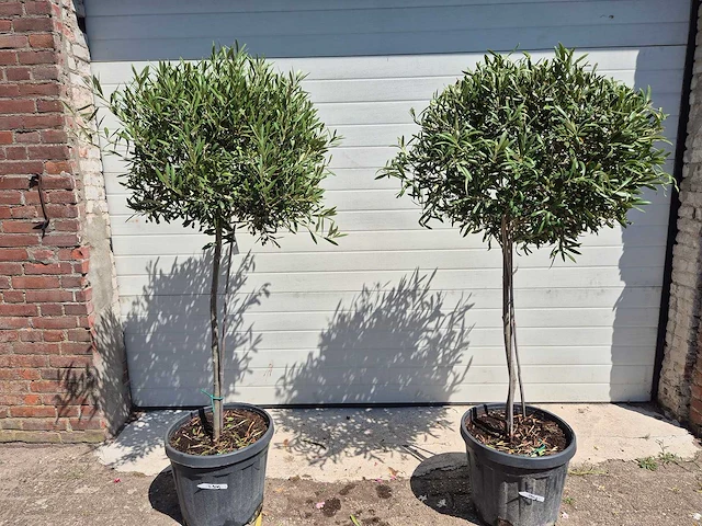 Olijfboom compact - olea europaea - hoogte ca. 160 cm (2x) - afbeelding 1 van  2
