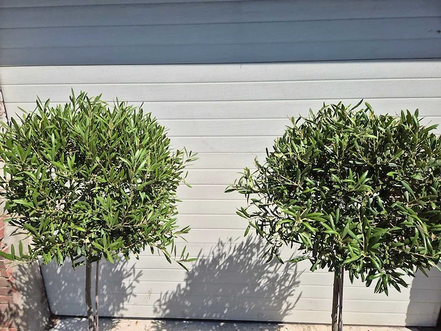 Olijfboom compact - olea europaea - hoogte ca. 160 cm (2x) - afbeelding 2 van  2