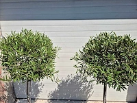 Olijfboom compact - olea europaea - hoogte ca. 160 cm (2x) - afbeelding 2 van  2