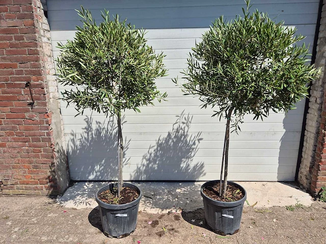 Olijfboom compact - olea europaea - hoogte ca. 160 cm (2x) - afbeelding 1 van  2