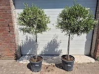 Olijfboom compact - olea europaea - hoogte ca. 160 cm (2x) - afbeelding 1 van  2