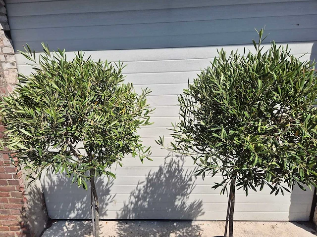 Olijfboom compact - olea europaea - hoogte ca. 160 cm (2x) - afbeelding 2 van  2