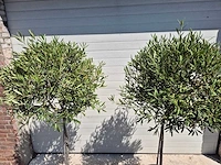 Olijfboom compact - olea europaea - hoogte ca. 160 cm (2x) - afbeelding 2 van  2