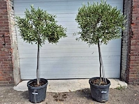 Olijfboom compact - olea europaea - hoogte ca. 160 cm (2x) - afbeelding 1 van  3