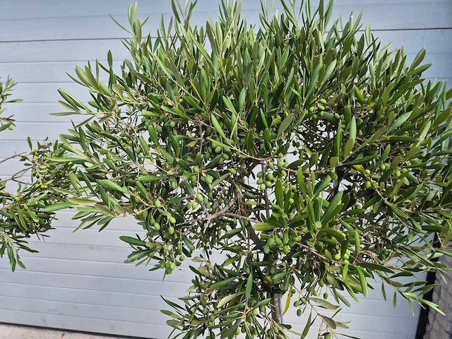 Olijfboom compact - olea europaea - hoogte ca. 160 cm (2x) - afbeelding 2 van  3