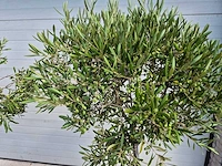Olijfboom compact - olea europaea - hoogte ca. 160 cm (2x) - afbeelding 2 van  3