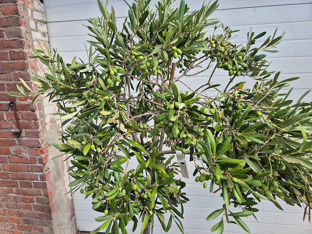 Olijfboom compact - olea europaea - hoogte ca. 160 cm (2x) - afbeelding 3 van  3
