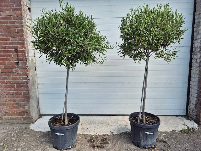 Olijfboom compact - olea europaea - hoogte ca. 160 cm (2x) - afbeelding 1 van  4