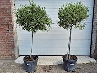 Olijfboom compact - olea europaea - hoogte ca. 160 cm (2x) - afbeelding 1 van  4