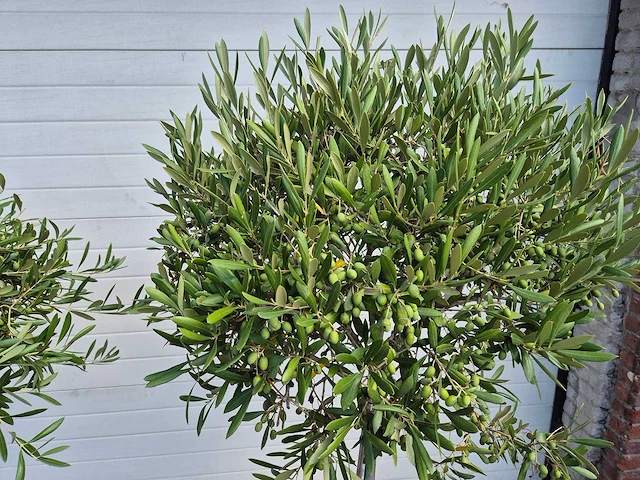 Olijfboom compact - olea europaea - hoogte ca. 160 cm (2x) - afbeelding 2 van  4