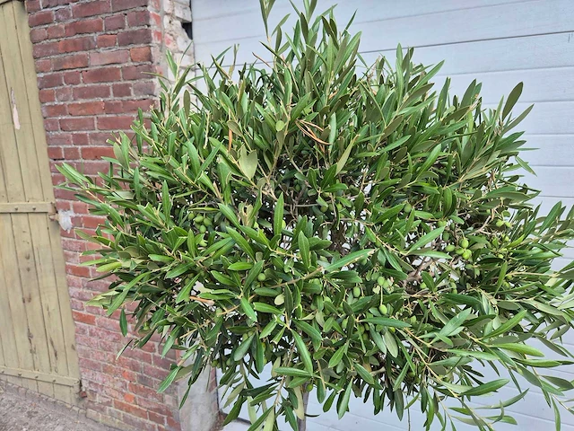 Olijfboom compact - olea europaea - hoogte ca. 160 cm (2x) - afbeelding 3 van  4