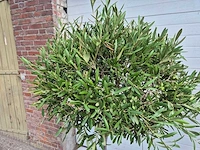 Olijfboom compact - olea europaea - hoogte ca. 160 cm (2x) - afbeelding 3 van  4