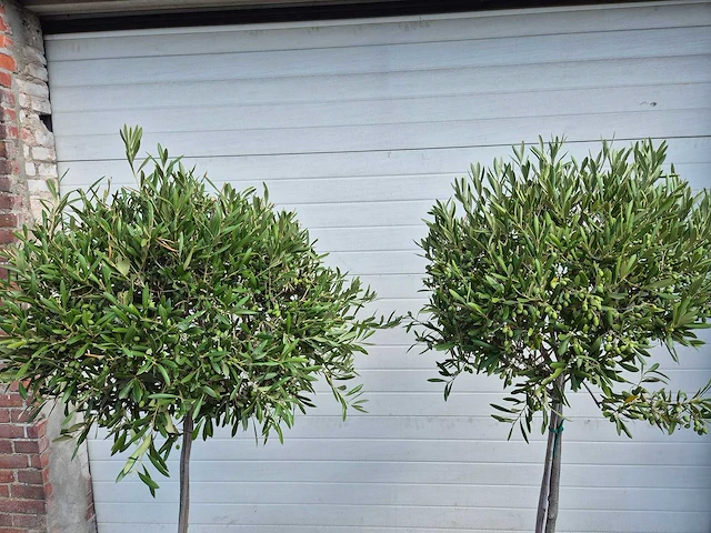 Olijfboom compact - olea europaea - hoogte ca. 160 cm (2x) - afbeelding 4 van  4