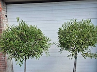 Olijfboom compact - olea europaea - hoogte ca. 160 cm (2x) - afbeelding 4 van  4