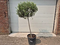 Olijfboom compact - olea europaea - hoogte ca. 160 cm - afbeelding 1 van  2