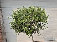 Olijfboom compact - olea europaea - hoogte ca. 160 cm - afbeelding 2 van  2