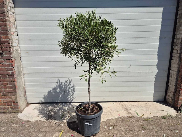 Olijfboom compact - olea europaea - hoogte ca. 160 cm - afbeelding 1 van  2