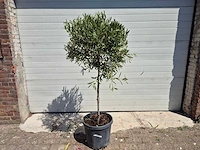 Olijfboom compact - olea europaea - hoogte ca. 160 cm - afbeelding 1 van  2