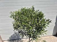 Olijfboom compact - olea europaea - hoogte ca. 160 cm - afbeelding 2 van  2