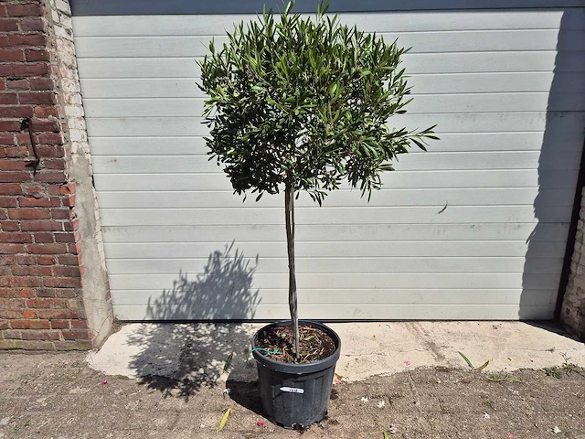 Olijfboom compact - olea europaea - hoogte ca. 160 cm - afbeelding 1 van  2