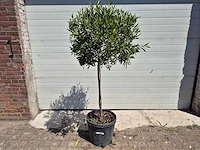Olijfboom compact - olea europaea - hoogte ca. 160 cm - afbeelding 1 van  2