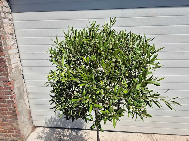 Olijfboom compact - olea europaea - hoogte ca. 160 cm - afbeelding 2 van  2