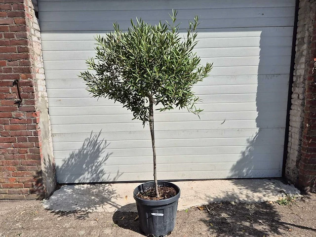 Olijfboom compact - olea europaea - hoogte ca. 160 cm - afbeelding 1 van  2