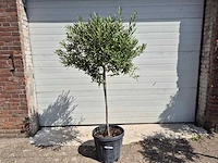 Olijfboom compact - olea europaea - hoogte ca. 160 cm - afbeelding 1 van  2