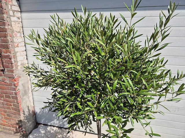 Olijfboom compact - olea europaea - hoogte ca. 160 cm - afbeelding 2 van  2