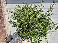 Olijfboom compact - olea europaea - hoogte ca. 160 cm - afbeelding 2 van  2