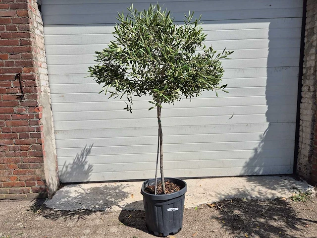 Olijfboom compact - olea europaea - hoogte ca. 160 cm - afbeelding 1 van  2