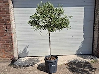 Olijfboom compact - olea europaea - hoogte ca. 160 cm - afbeelding 1 van  2