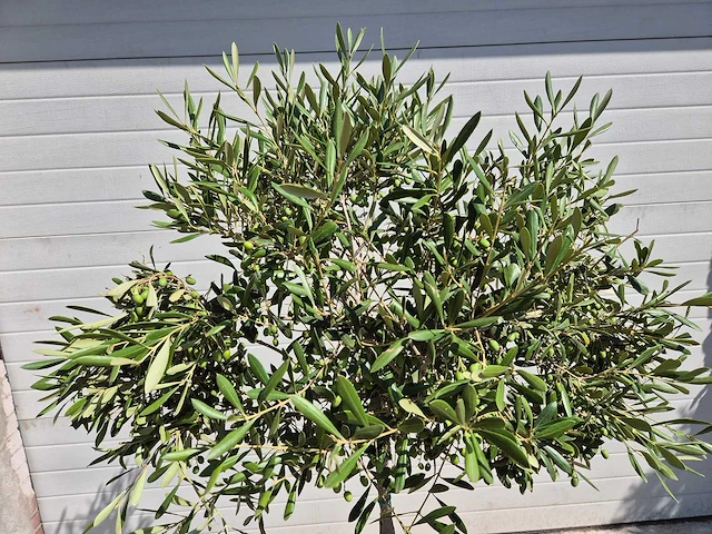 Olijfboom compact - olea europaea - hoogte ca. 160 cm - afbeelding 2 van  2