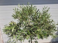 Olijfboom compact - olea europaea - hoogte ca. 160 cm - afbeelding 2 van  2