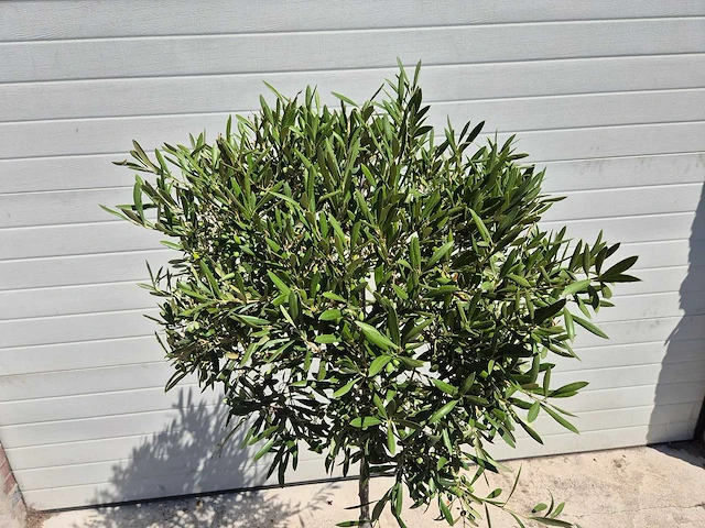 Olijfboom compact - olea europaea - hoogte ca. 160 cm - afbeelding 2 van  2