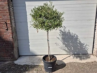 Olijfboom compact - olea europaea - hoogte ca. 160 cm - afbeelding 1 van  2