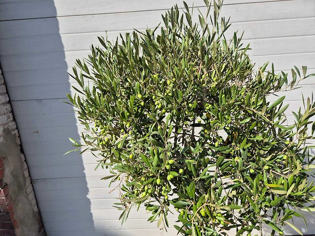 Olijfboom compact - olea europaea - hoogte ca. 160 cm - afbeelding 2 van  2