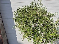 Olijfboom compact - olea europaea - hoogte ca. 160 cm - afbeelding 2 van  2