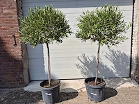 Olijfboom compact - olea europaea - hoogte ca. 160 cm - afbeelding 1 van  2