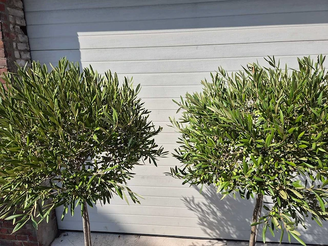 Olijfboom compact - olea europaea - hoogte ca. 160 cm - afbeelding 2 van  2