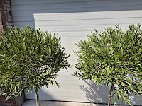 Olijfboom compact - olea europaea - hoogte ca. 160 cm - afbeelding 2 van  2